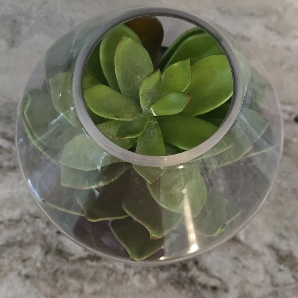 Glass Terrarium with Green Succulent